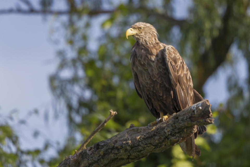 Seeadler_180529_05.jpg