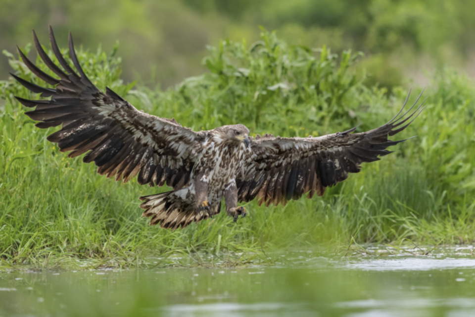 Seeadler_190509_06.jpg