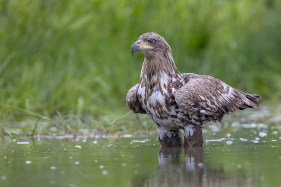 Seeadler_190509_07.jpg