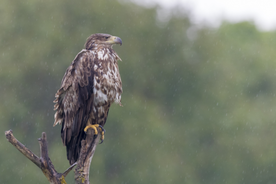 Seeadler_190509_08.jpg