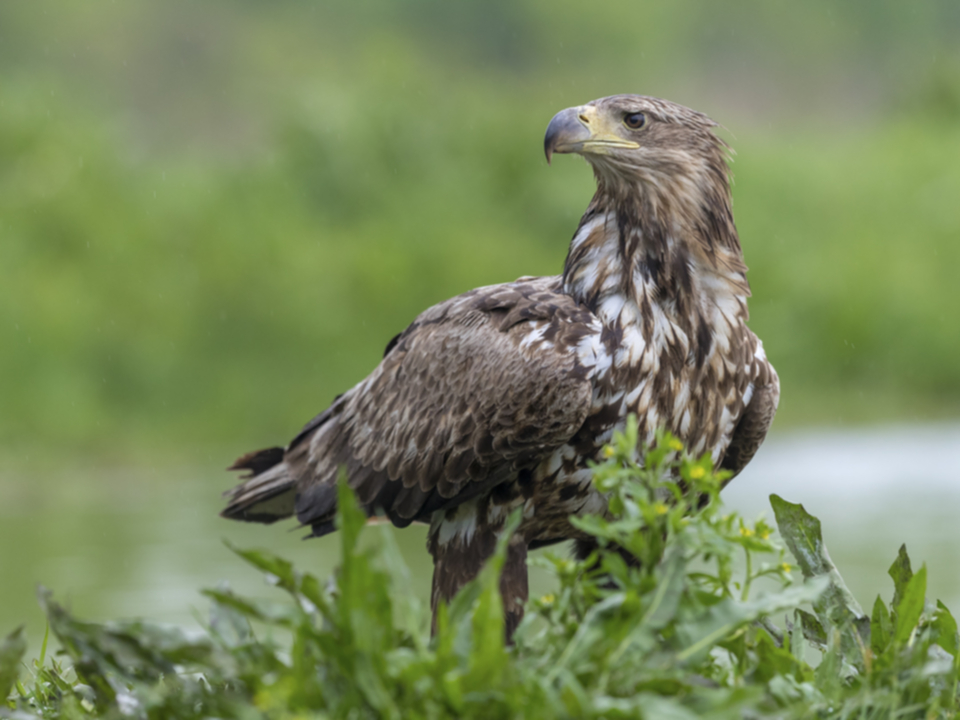 Seeadler_190509_09.jpg