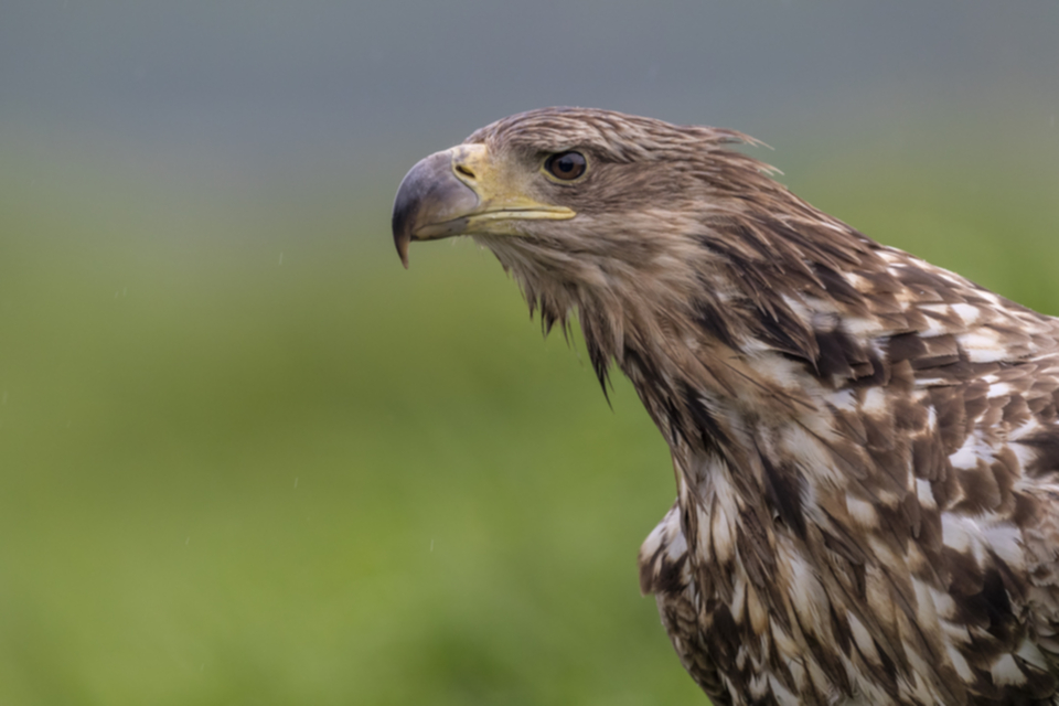 Seeadler_190509_10.jpg