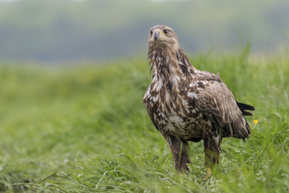 Seeadler_190509_11.jpg