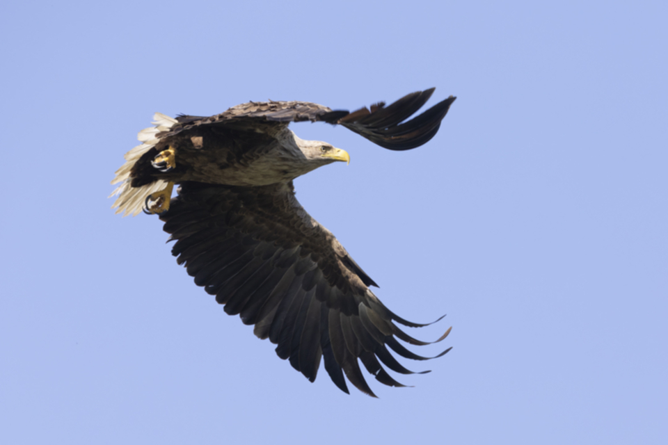 Seeadler_230524_13.jpg