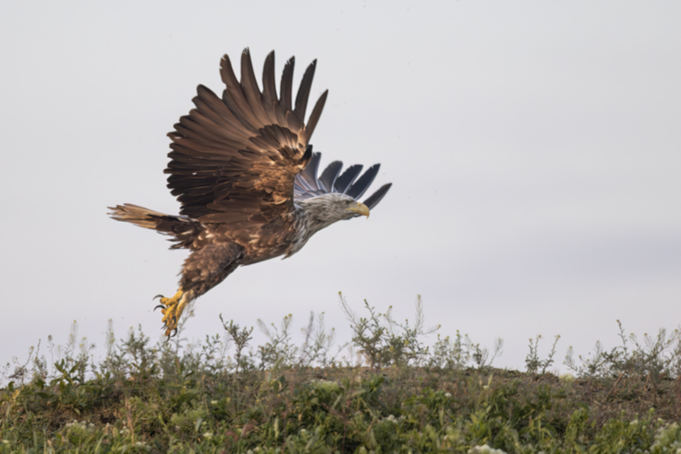 Seeadler_230525_14.jpg