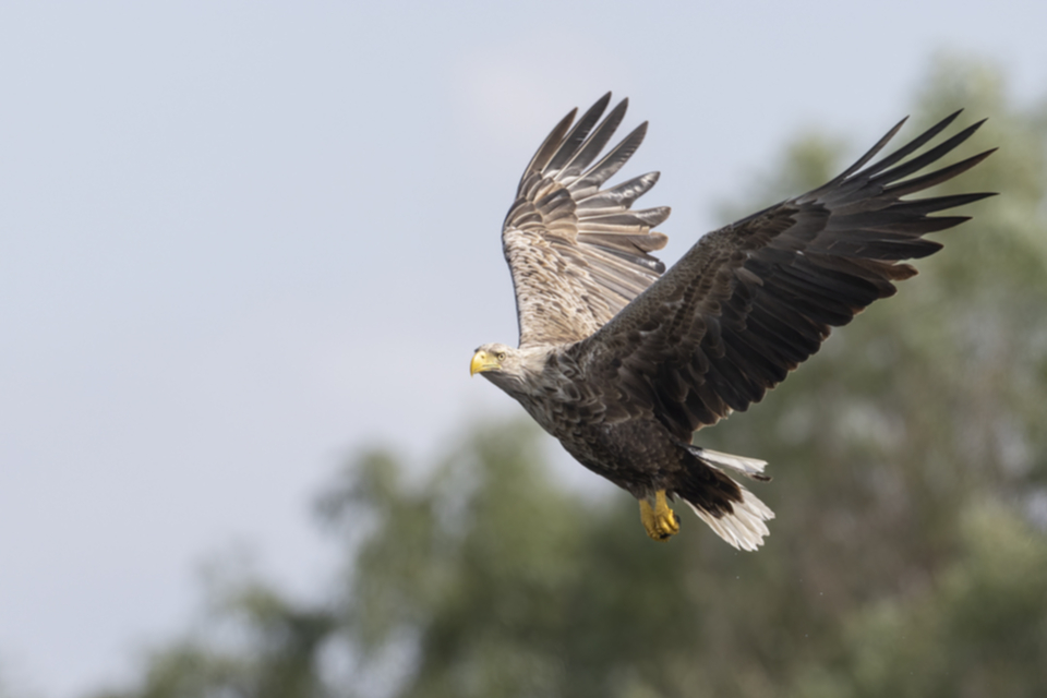 Seeadler_230526_15.jpg
