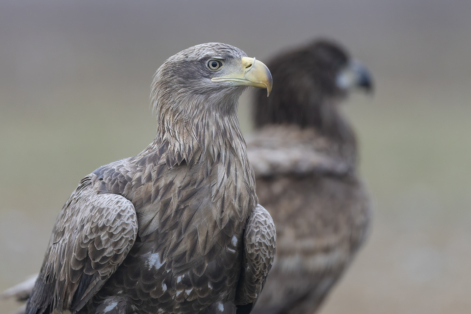 Seeadler_250120_16.jpg