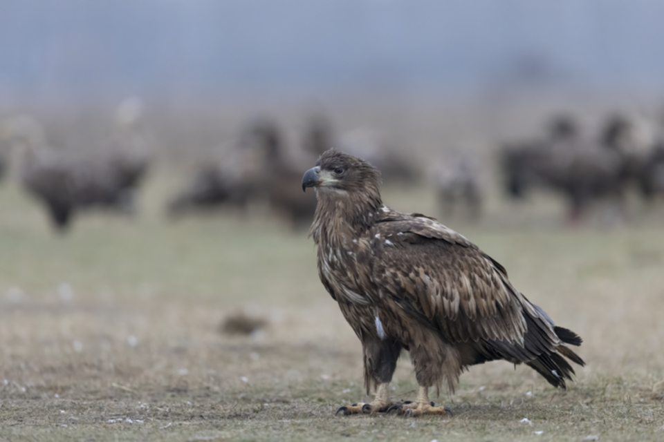 Seeadler_250120_17.jpg