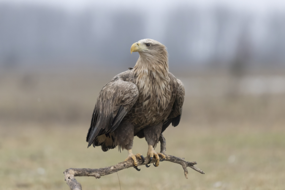 Seeadler_250120_21.jpg