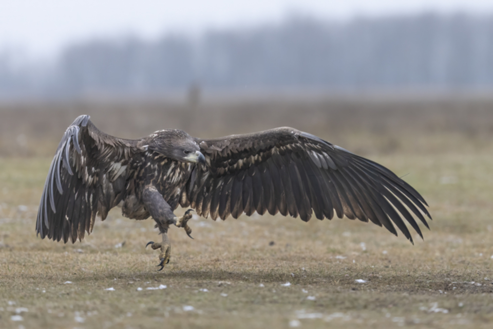 Seeadler_250120_22.jpg