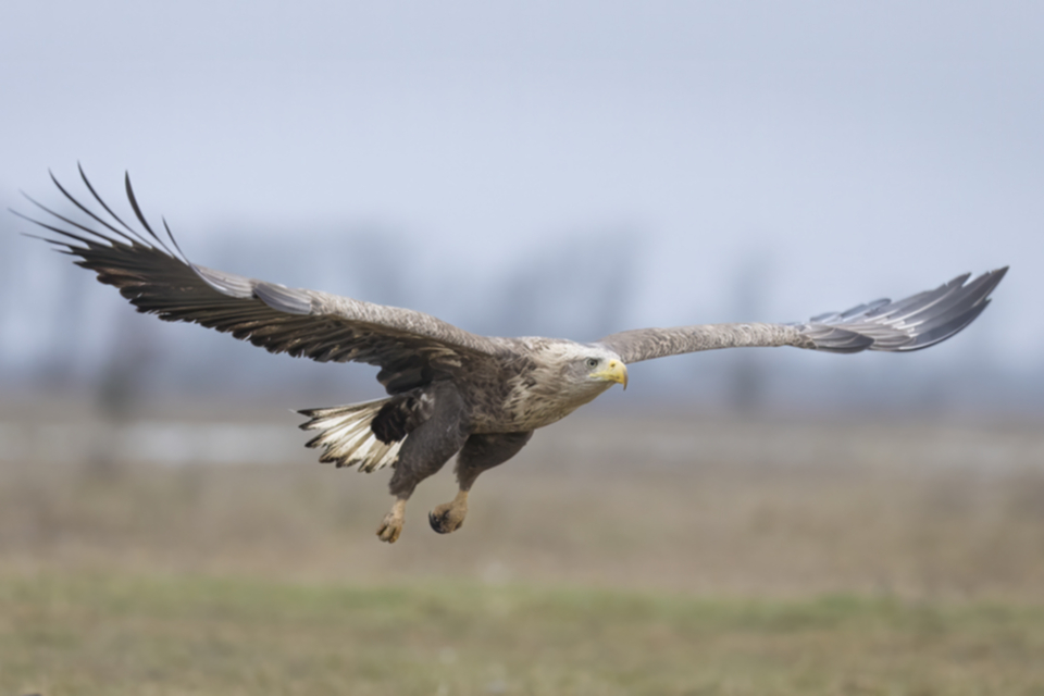 Seeadler_250120_23.jpg