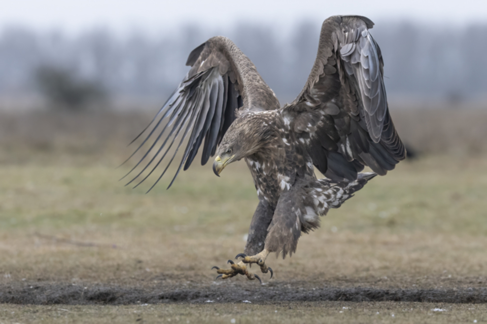 Seeadler_250120_24.jpg