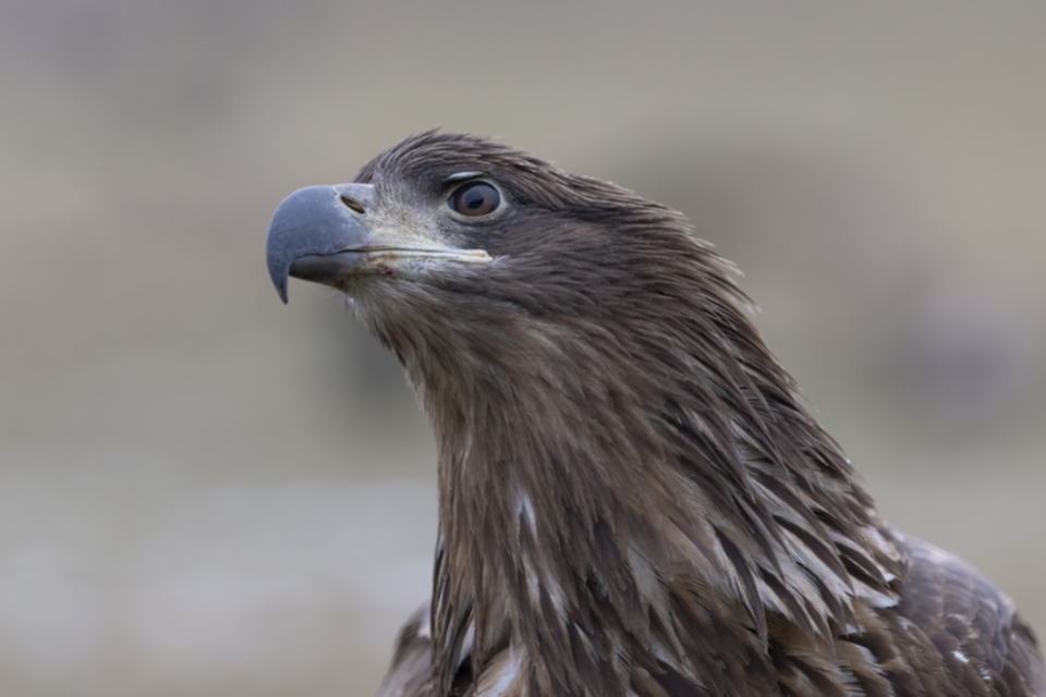 Seeadler_250120_25.jpg