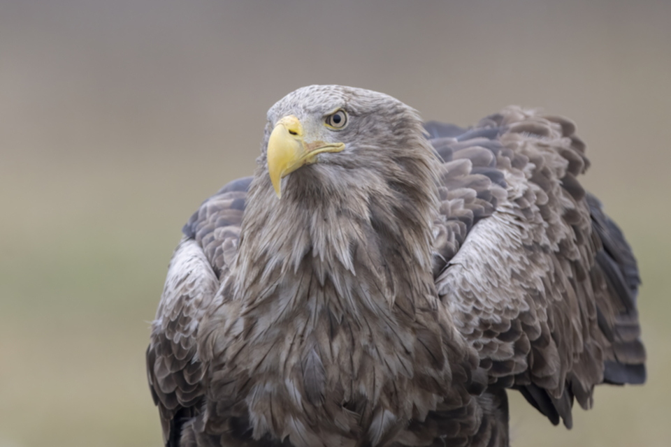Seeadler_250120_31.jpg
