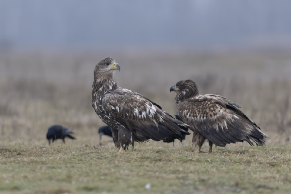 Seeadler_250120_32.jpg
