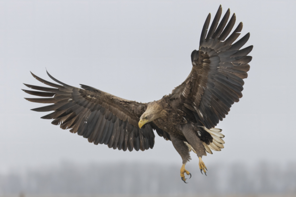 Seeadler_250120_35.jpg