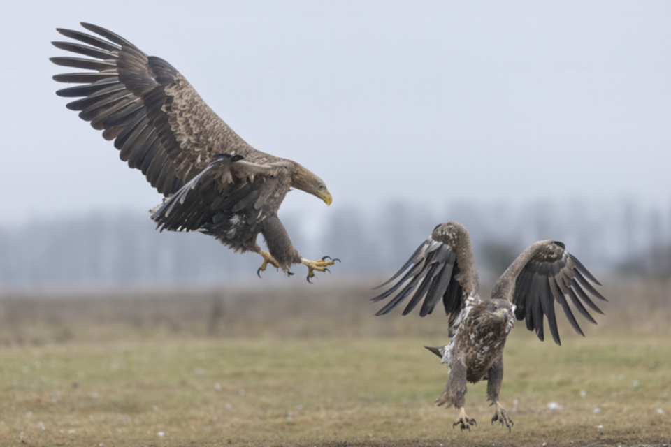 Seeadler_250120_37.jpg