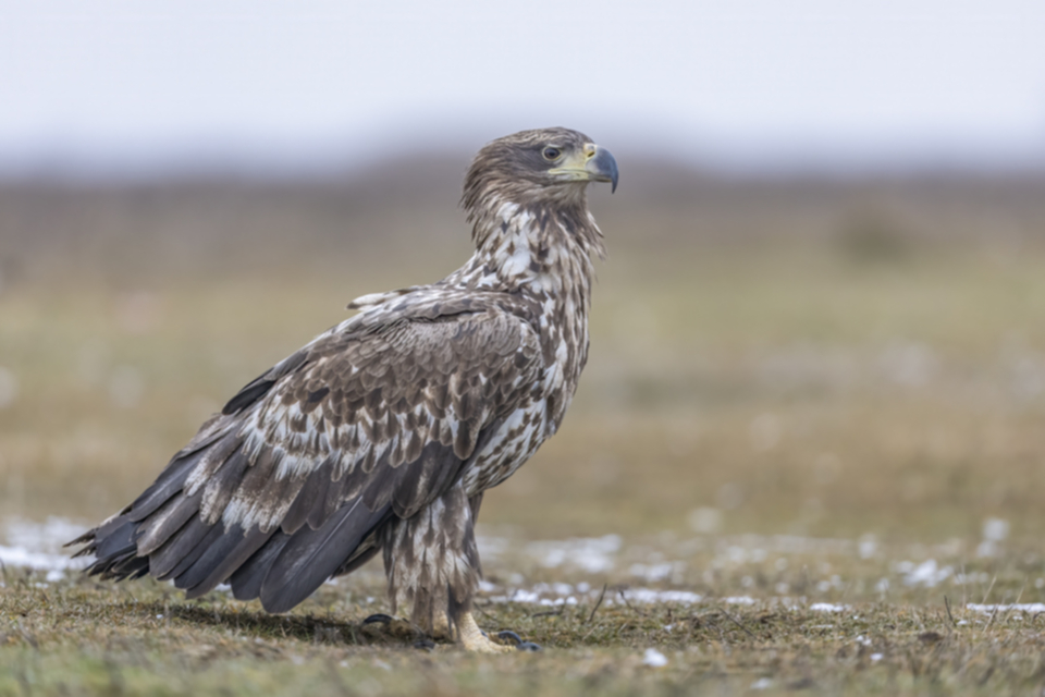 Seeadler_250120_40.jpg