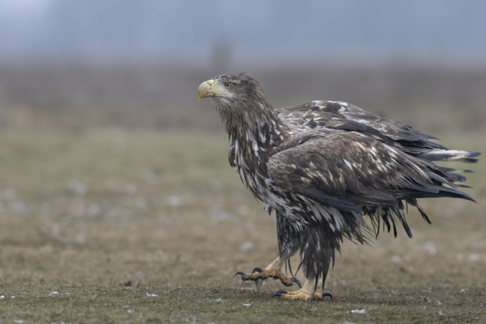 Seeadler_250120_41.jpg
