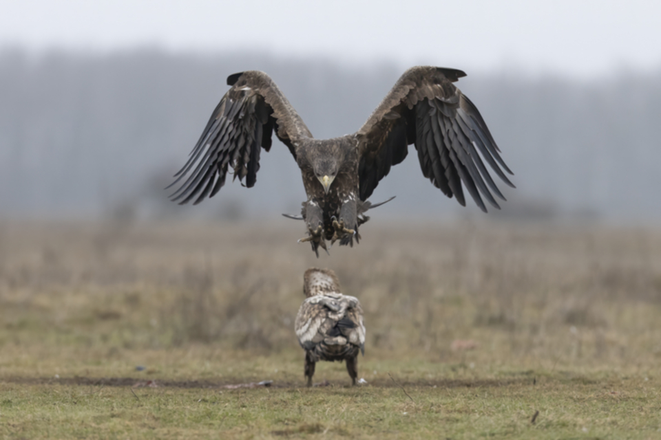 Seeadler_250120_42.jpg