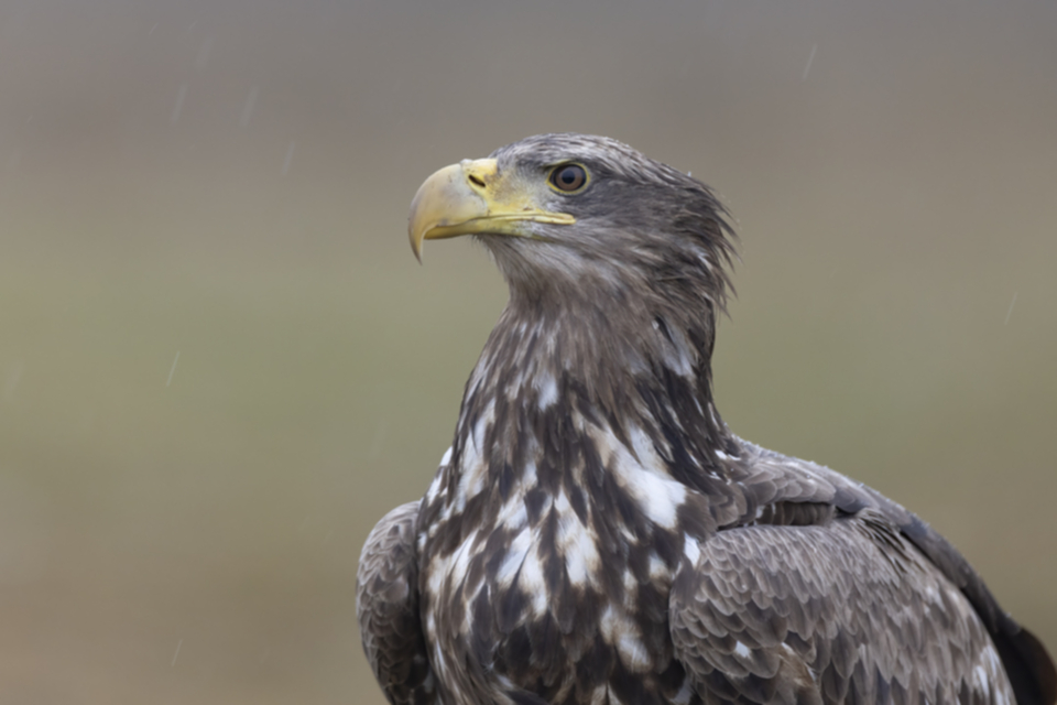 Seeadler_250123_44.jpg