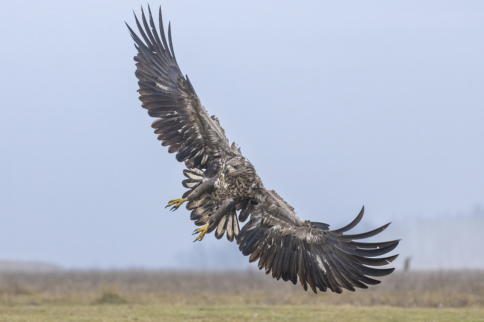 Seeadler_250123_45.jpg