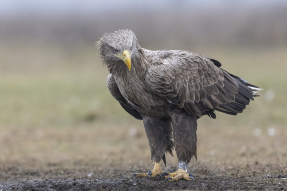Seeadler_250123_46.jpg