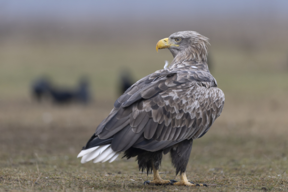 Seeadler_250123_49.jpg