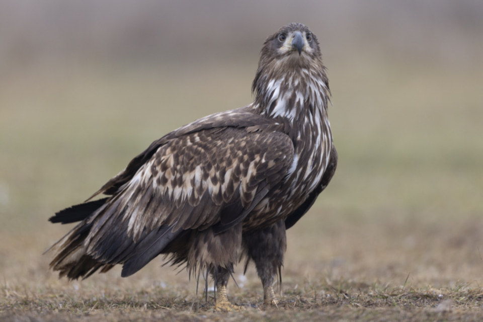Seeadler_250123_50.jpg