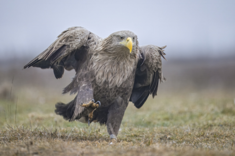 Seeadler_250129_51.jpg
