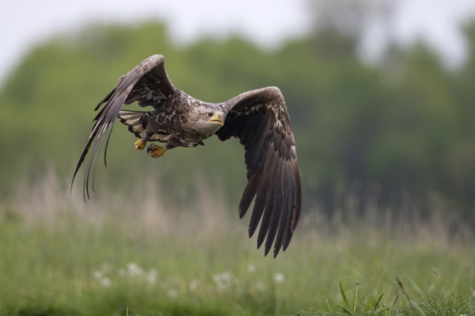 Seeadler_170502_02.jpg