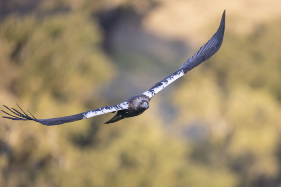 Iberienadler_211012_03.jpg