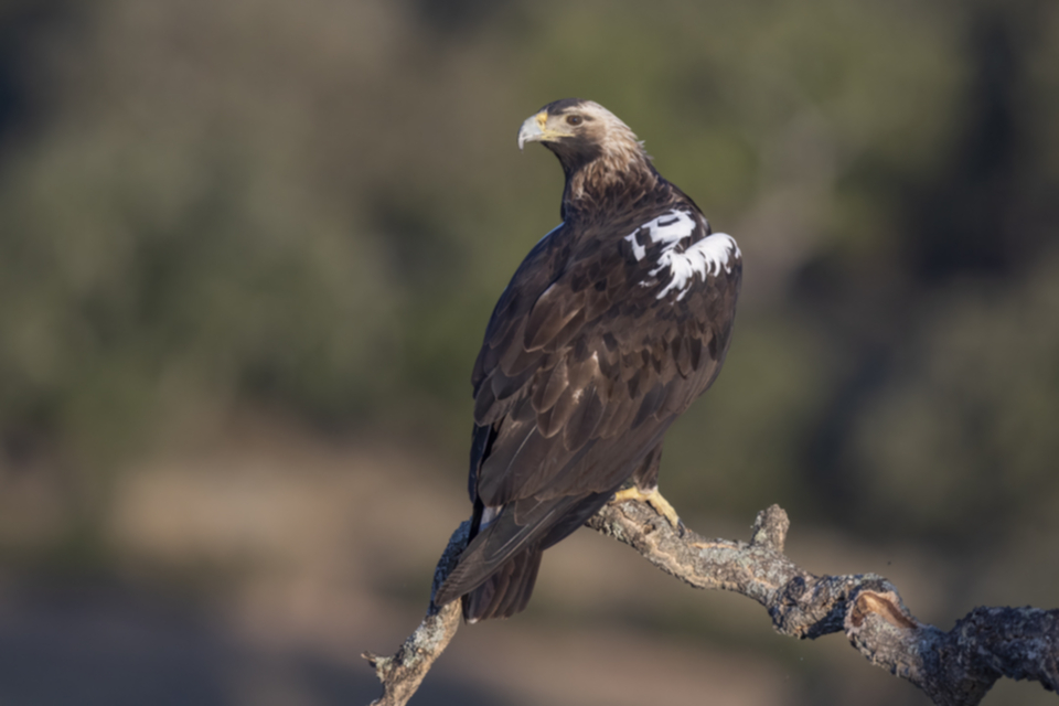 Iberienadler_211012_05.jpg