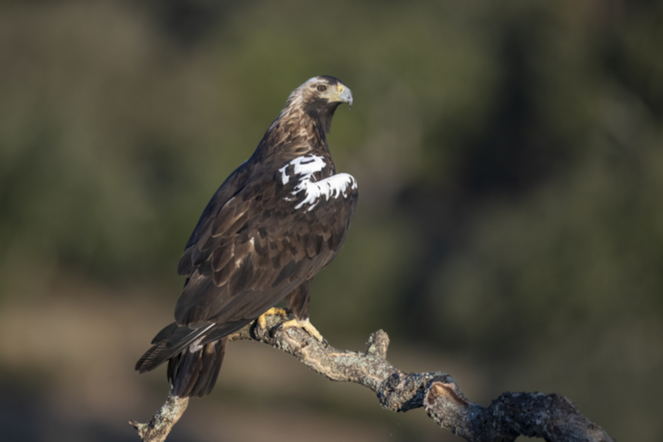 Iberienadler_211012_04.jpg