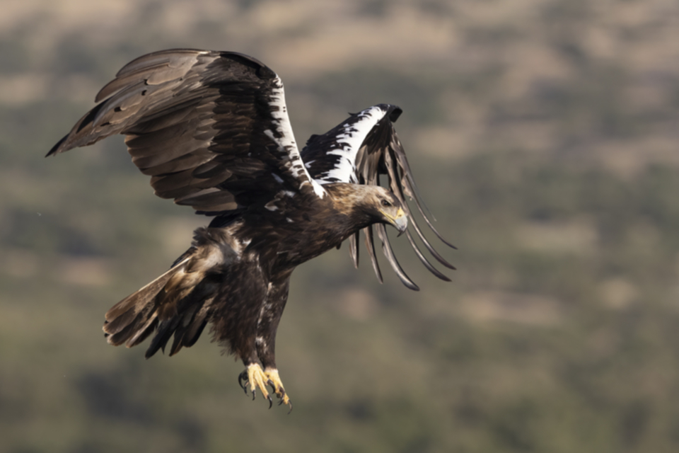 Iberienadler_211012_06.jpg