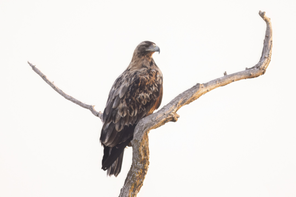 Iberienadler_231008_07.jpg