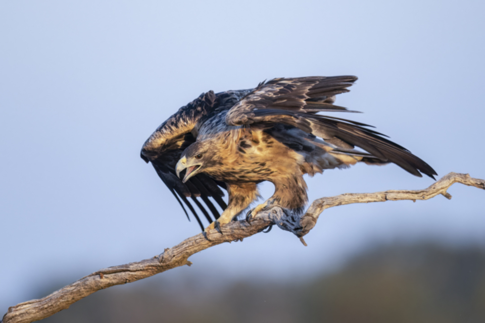 Iberienadler_231008_08.jpg