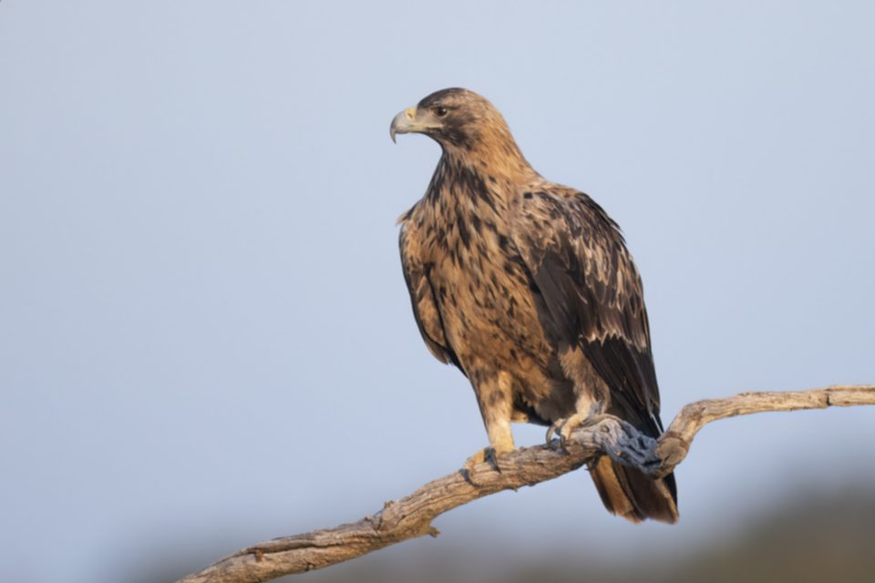 Iberienadler_231008_09.jpg