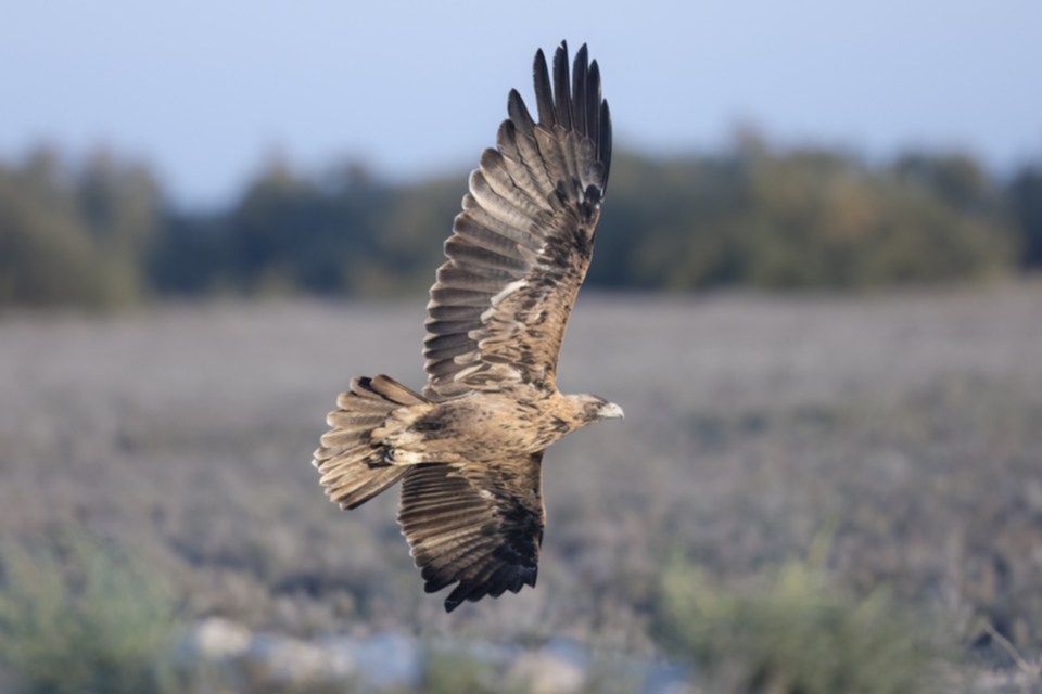 Iberienadler_231008_10.jpg