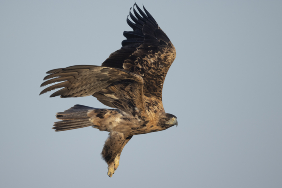 Iberienadler_231008_13.jpg