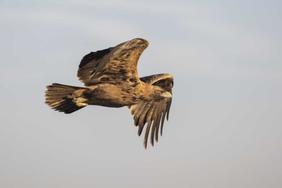 Iberienadler_231008_14.jpg