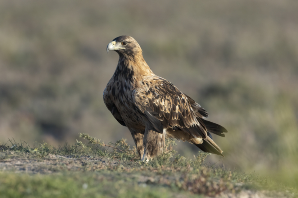 Iberienadler_231008_15.jpg