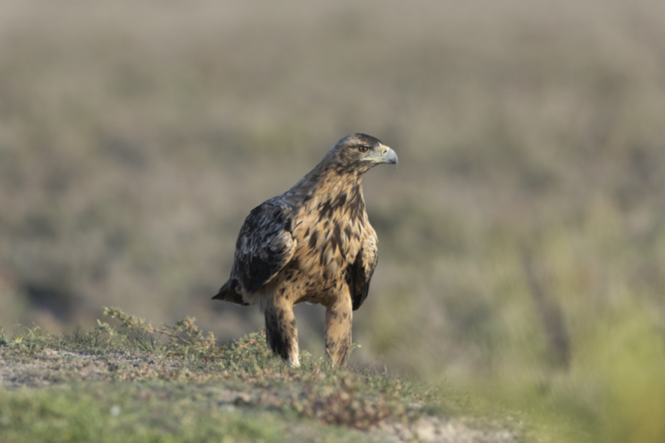 Iberienadler_231008_16.jpg