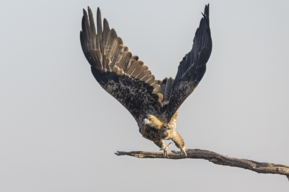 Iberienadler_231008_17.jpg