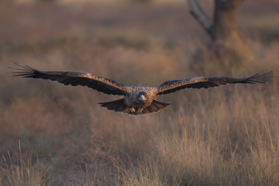 Iberienadler_231009_20.jpg