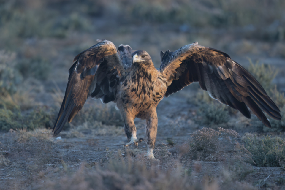 Iberienadler_231009_22.jpg