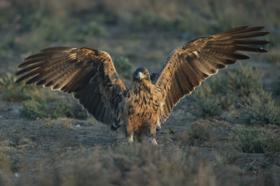 Iberienadler_231009_21.jpg