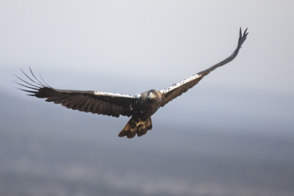 Iberienadler_231012_23.jpg
