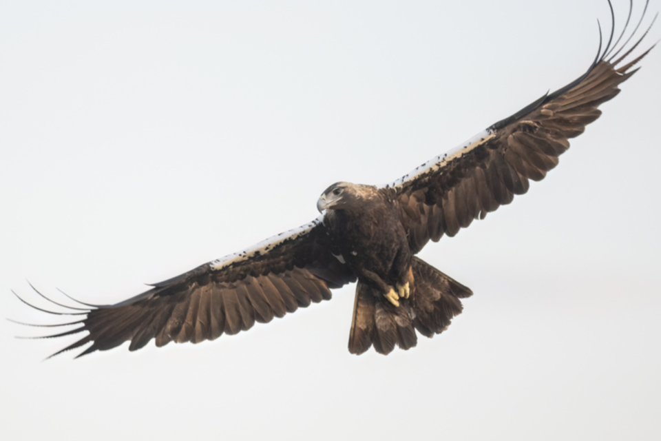 Iberienadler_231012_24.jpg