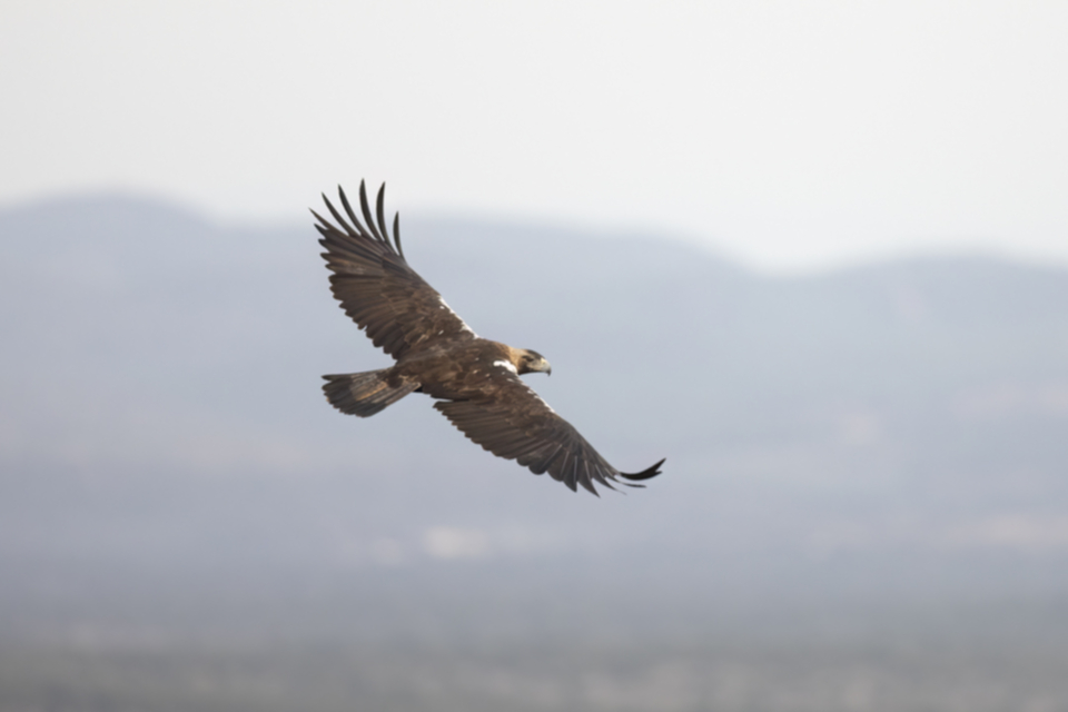 Iberienadler_231012_26.jpg
